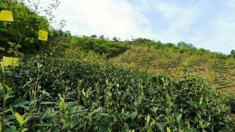 休闲农业采摘园选址：如何评估土壤肥力，打造优质采摘体验
